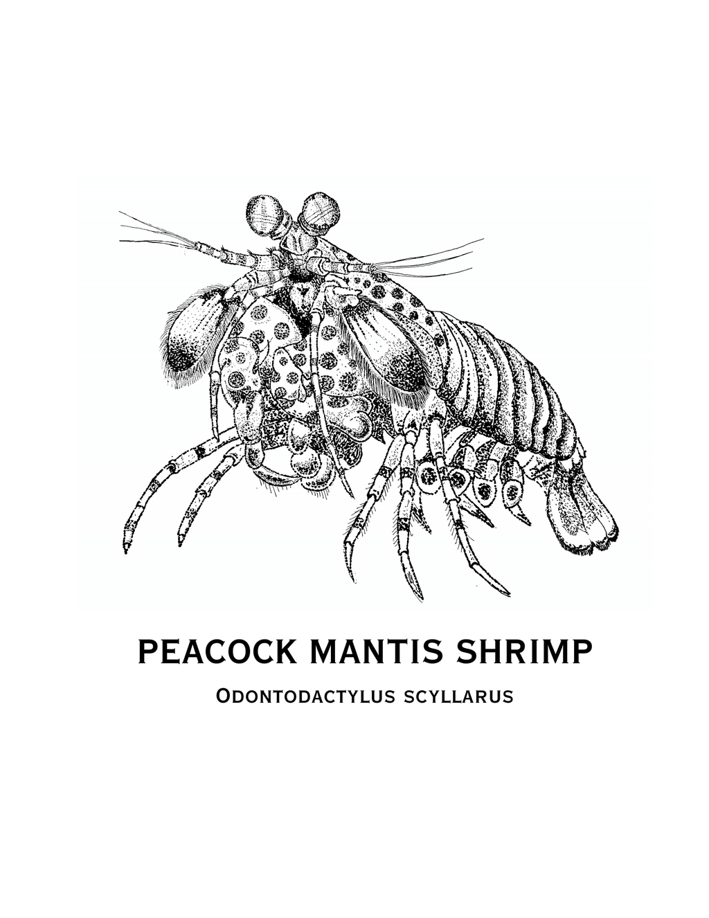 Peacock Mantis Shrimp