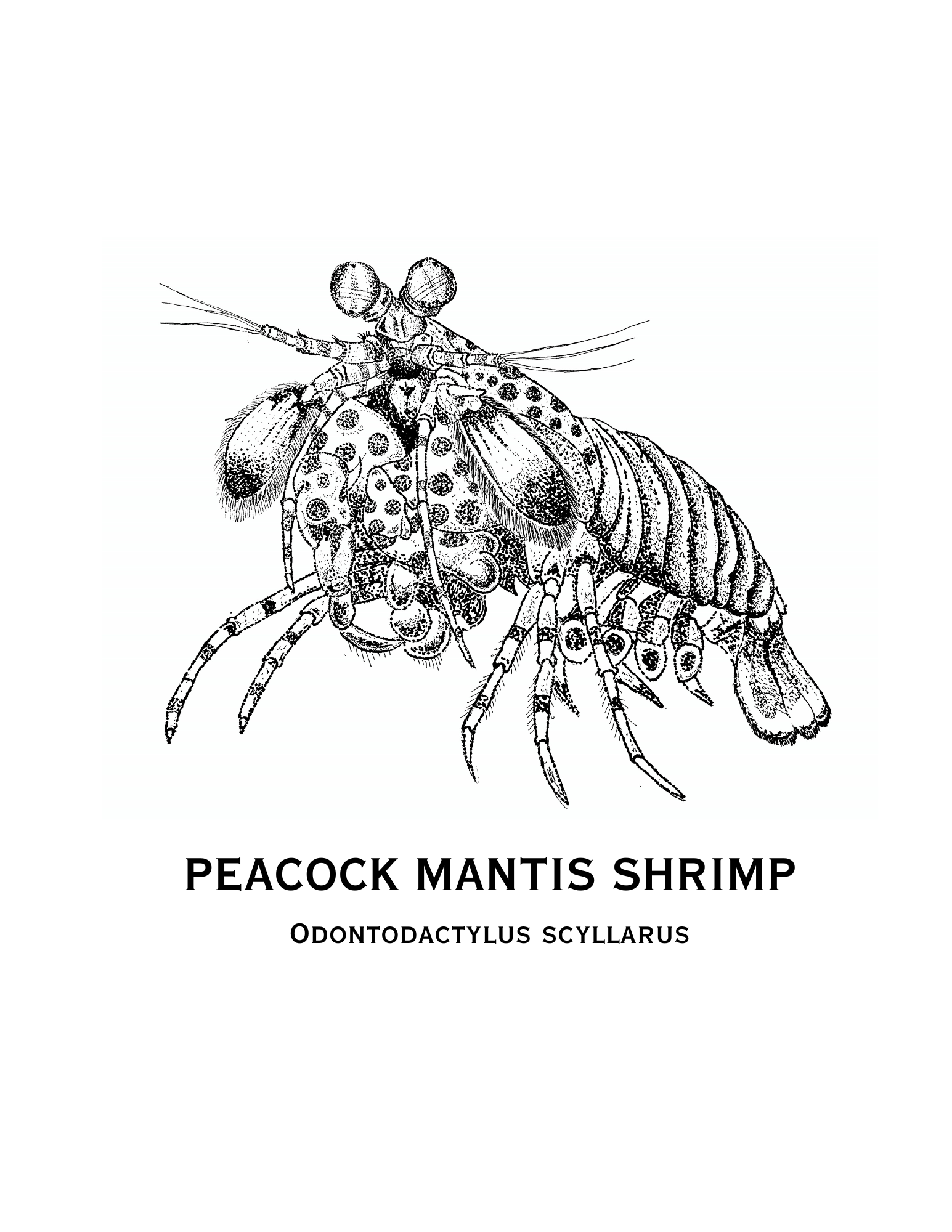 Peacock Mantis Shrimp