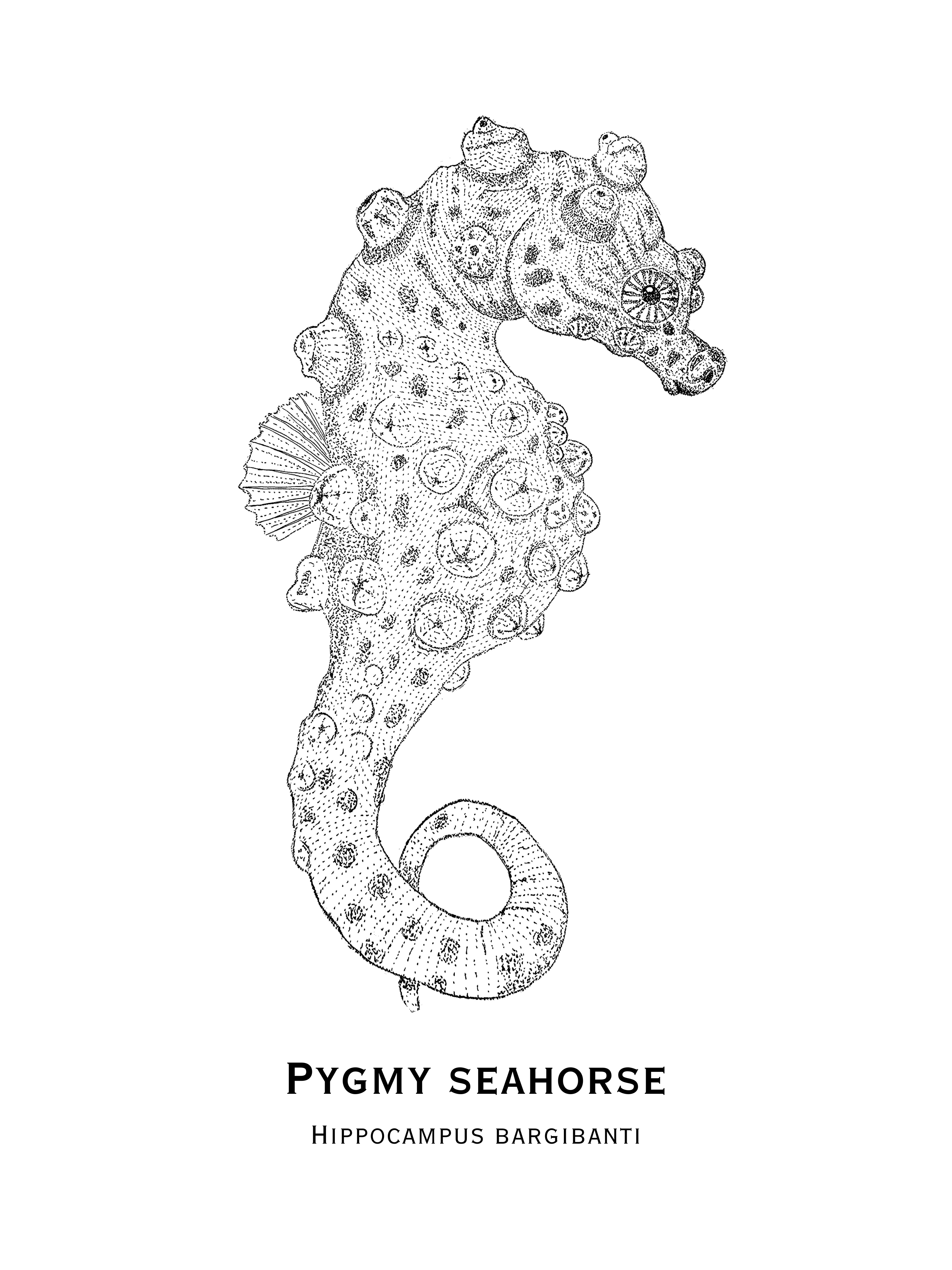 Pygmy Seahorse