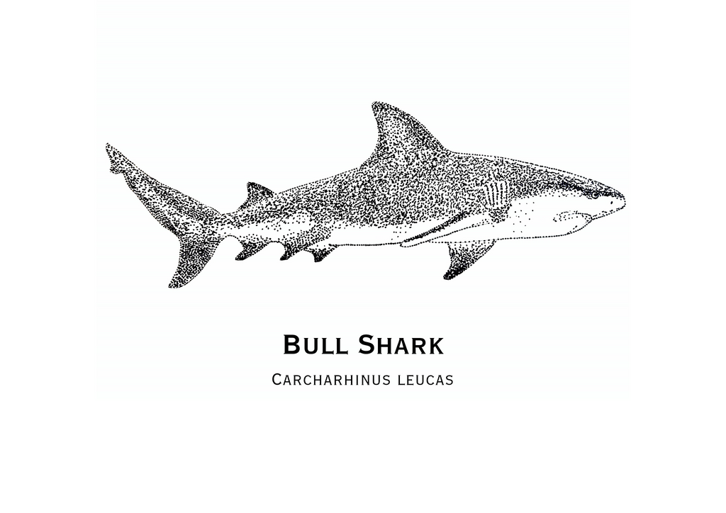 Bull Shark