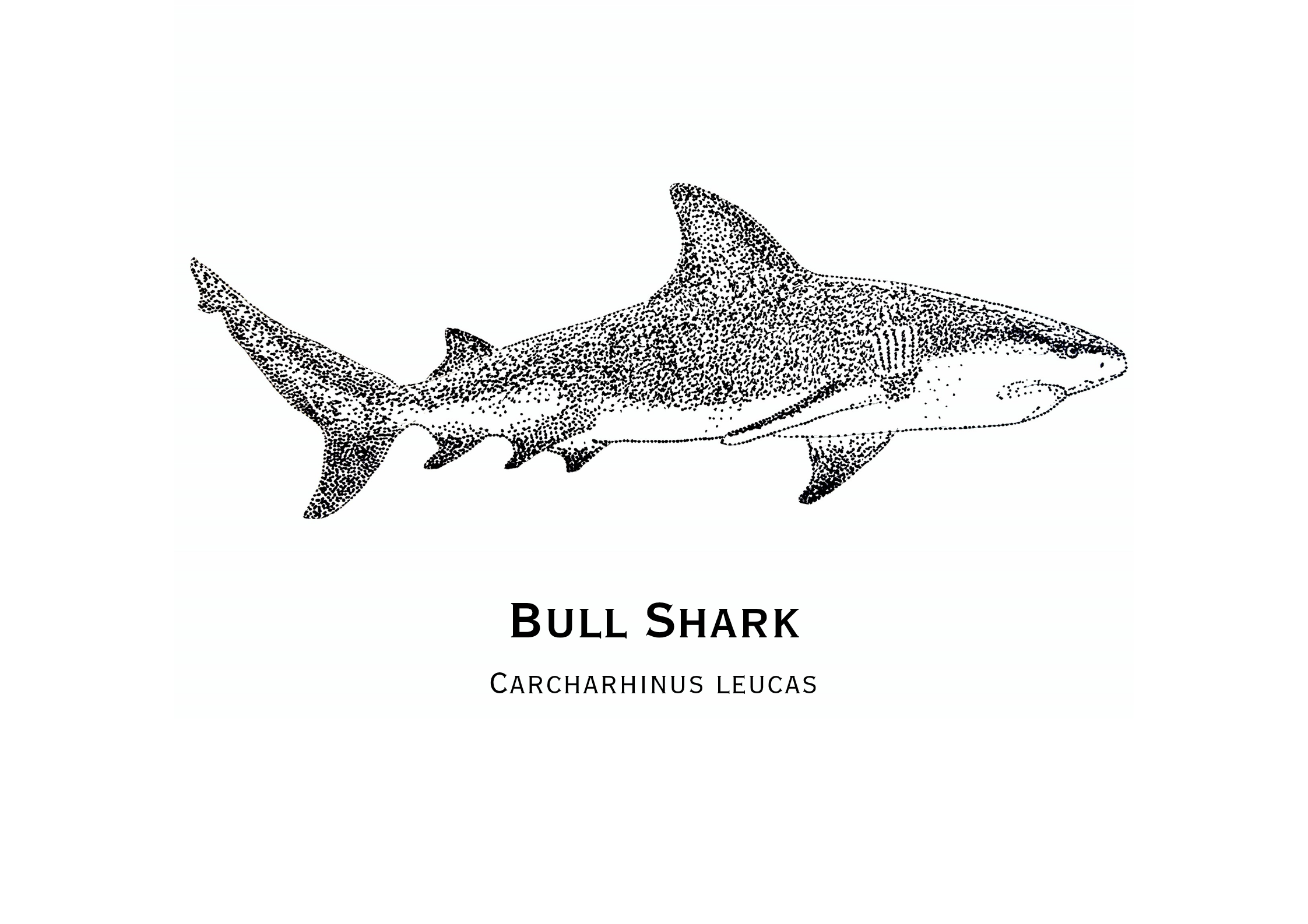 Bull Shark