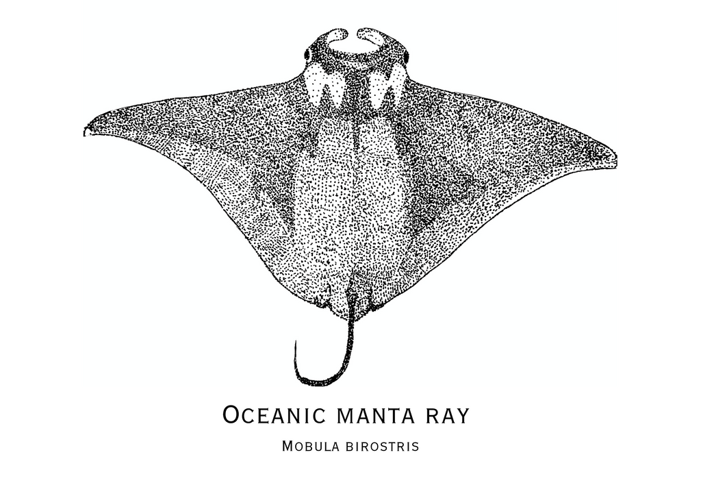 Oceanic Manta Ray