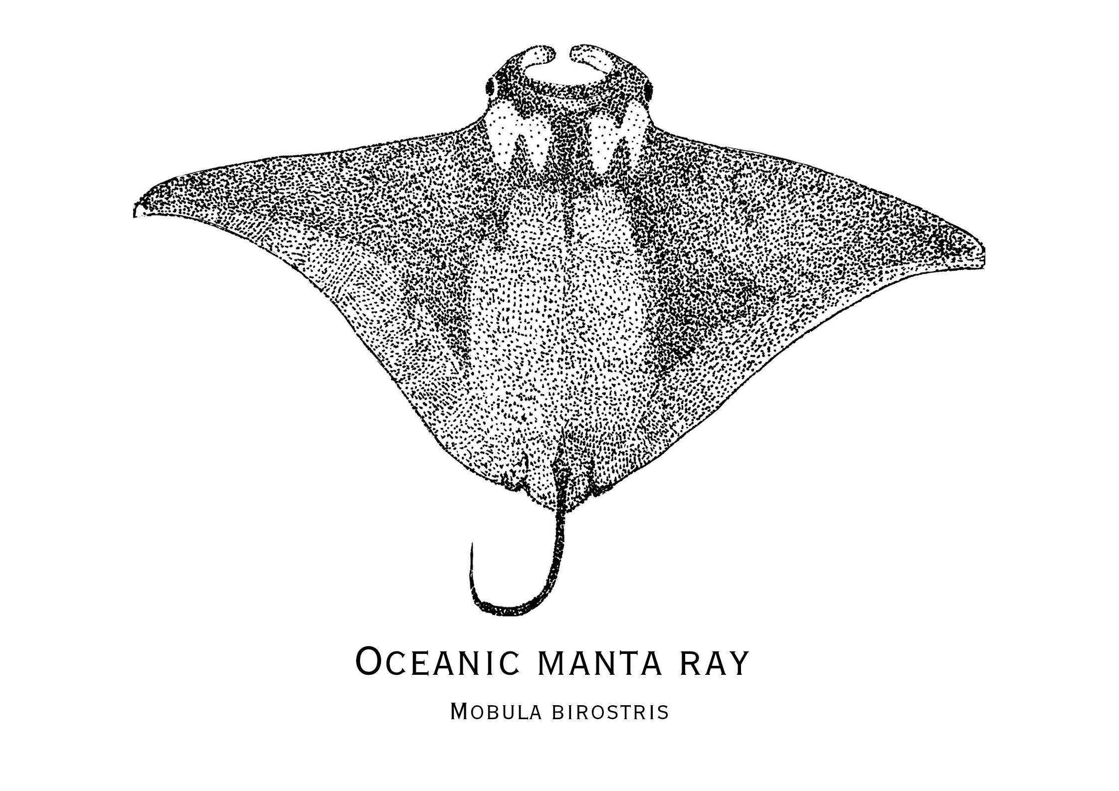 Oceanic Manta Ray