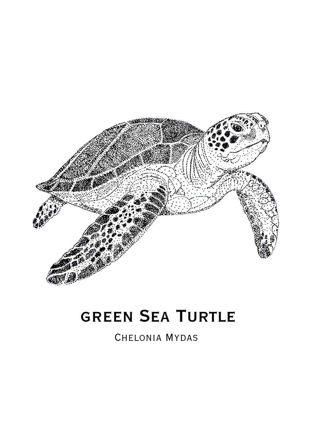 Green Sea Turtle Art Print