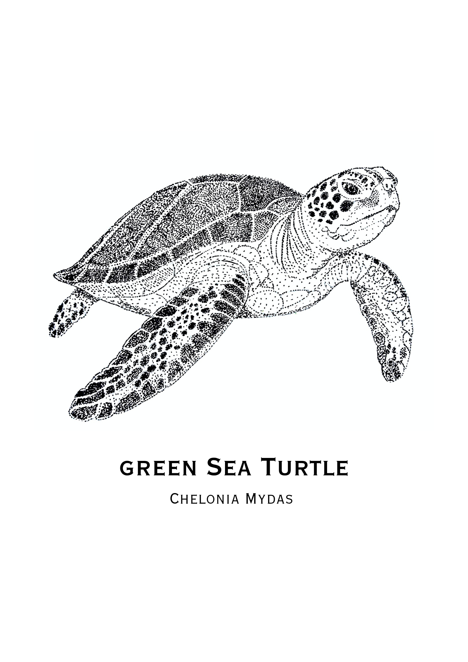Green Sea Turtle Art Print