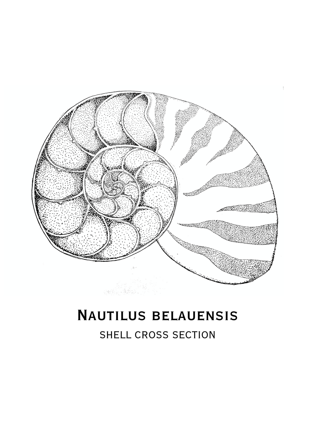 Nautilus Shell