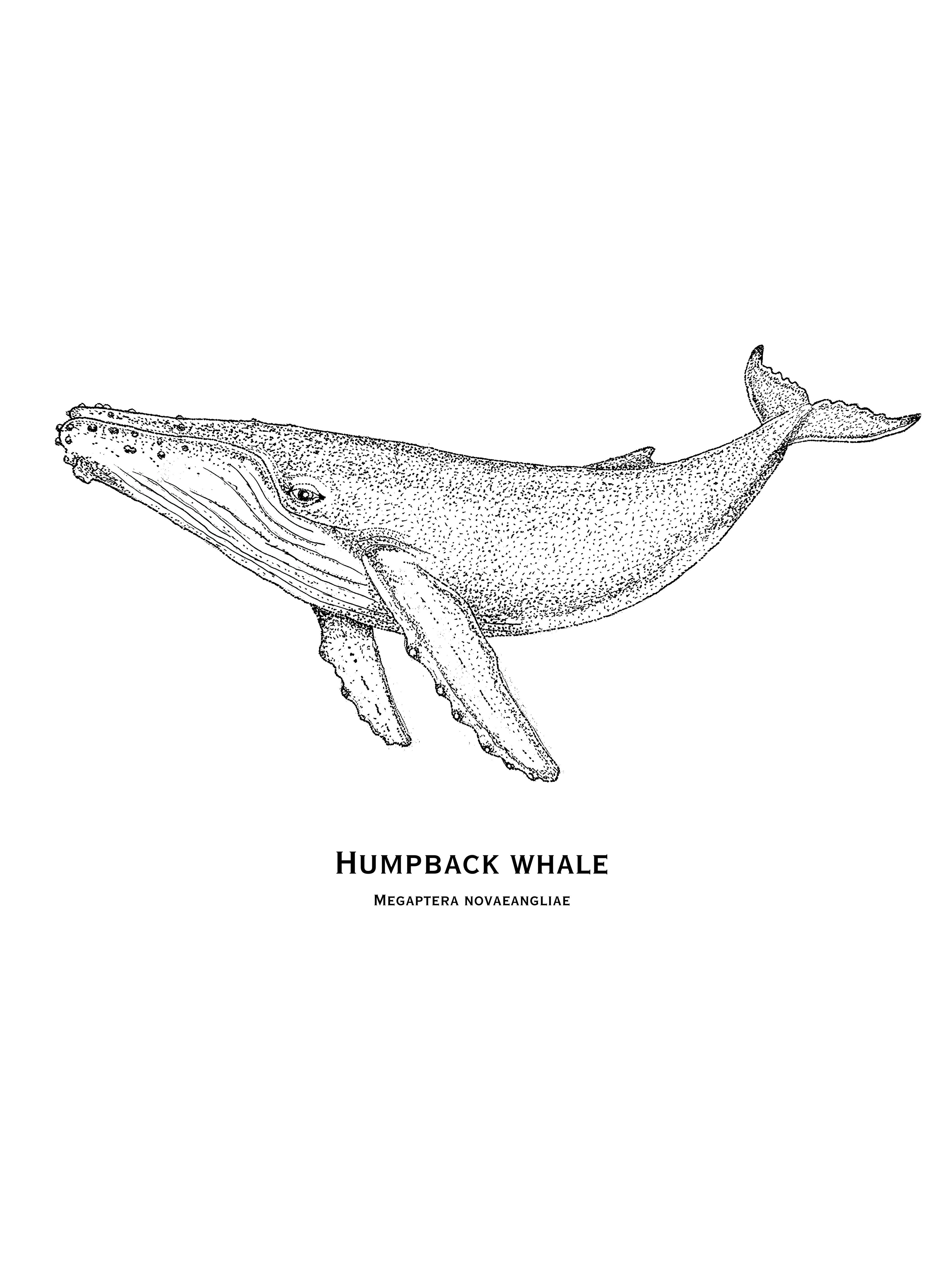 Humpback Whale