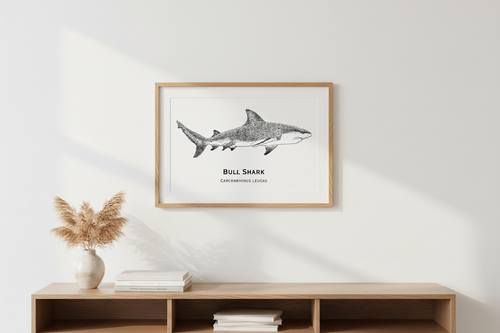 Bull Shark oak framed
