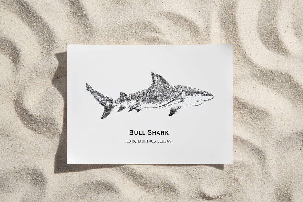 Bull Shark sand flat lay