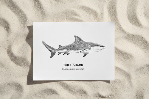 Bull Shark sand flat lay
