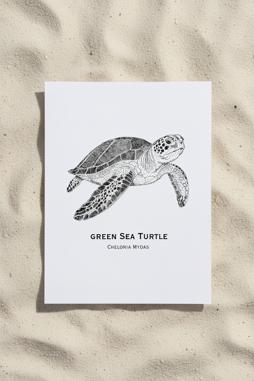 Green Sea Turtle print on sand