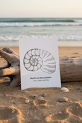 Nautilus Shell Unframed Beach Mockup