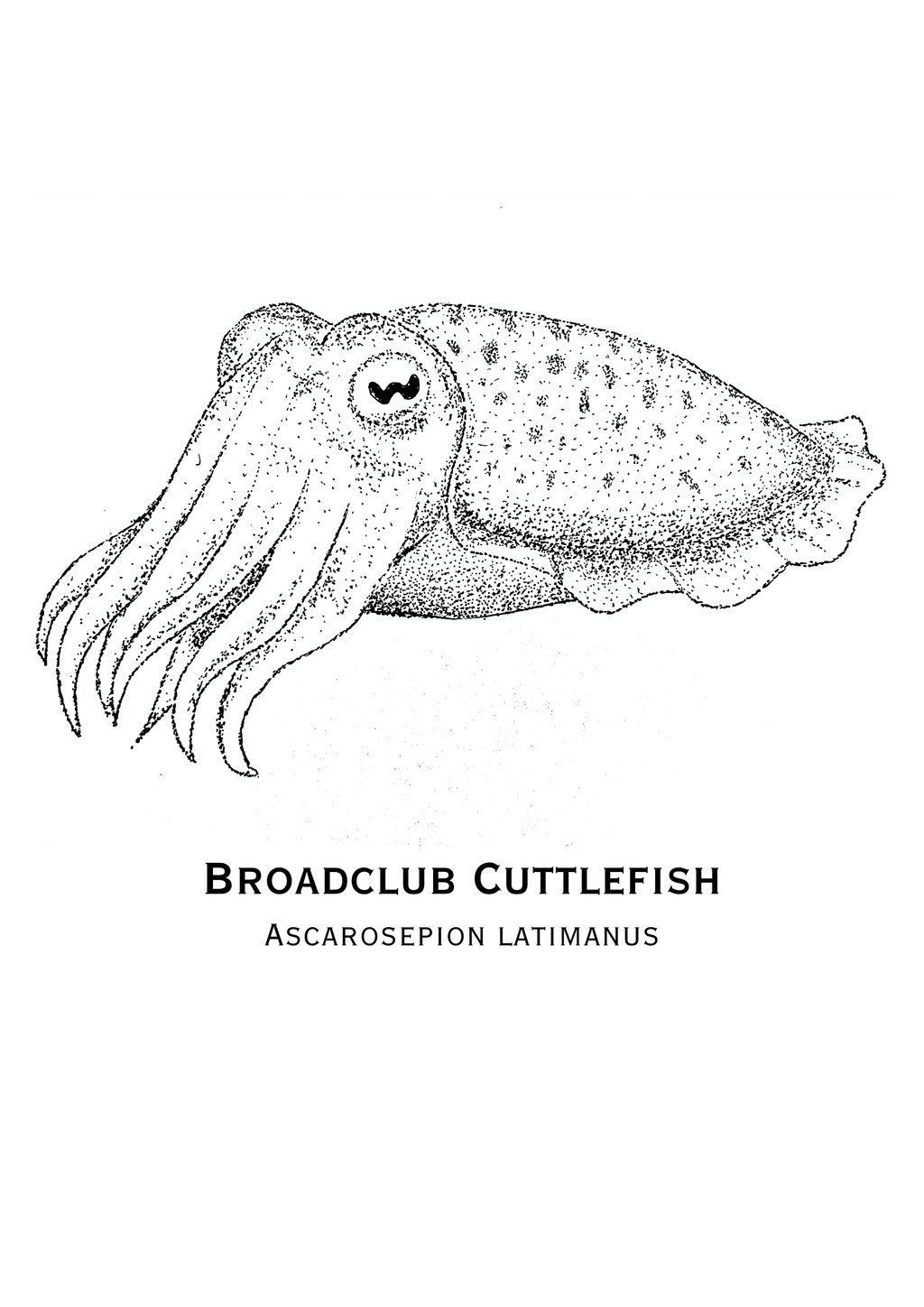 Broadclub Cuttlefish