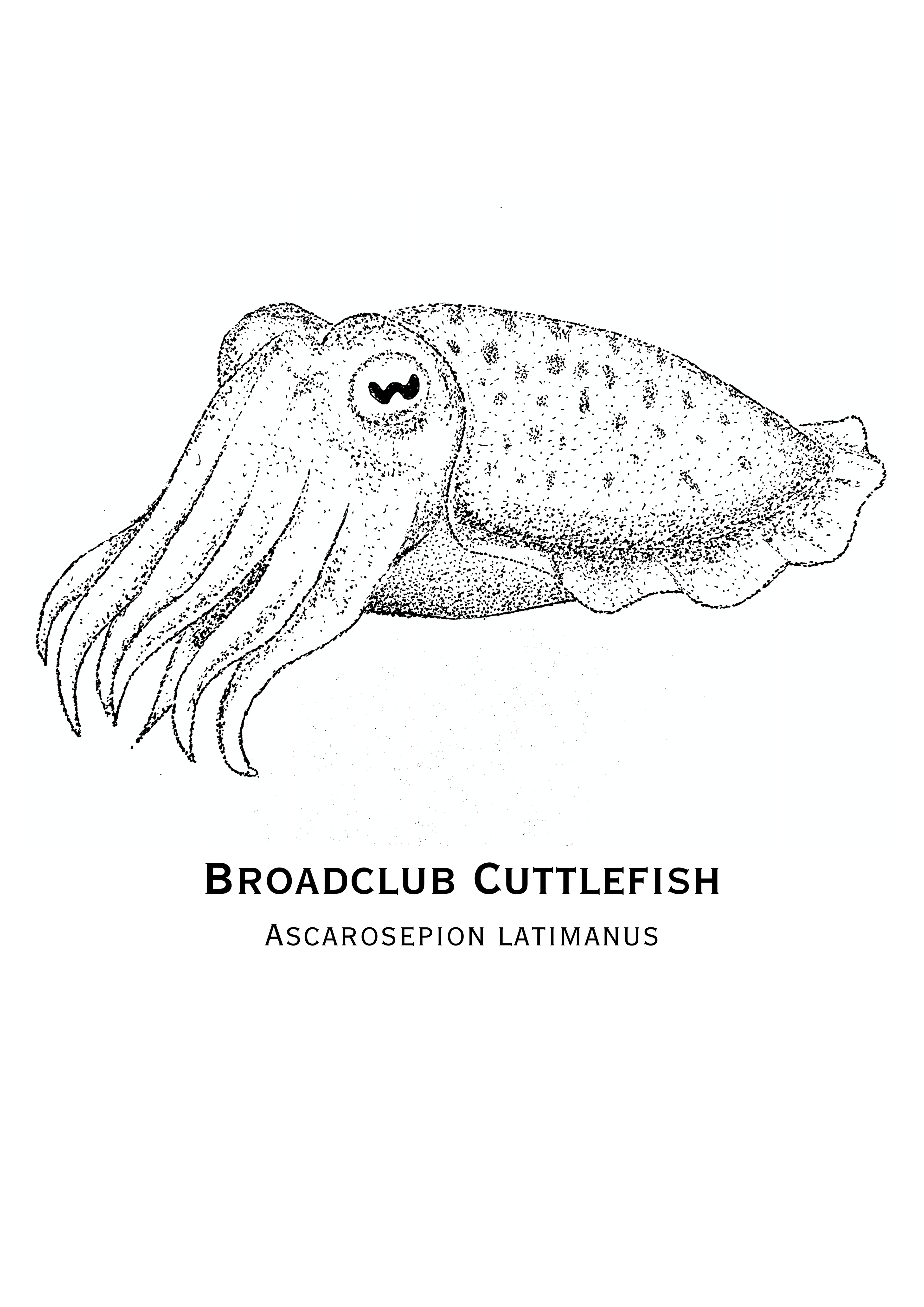 Broadclub Cuttlefish